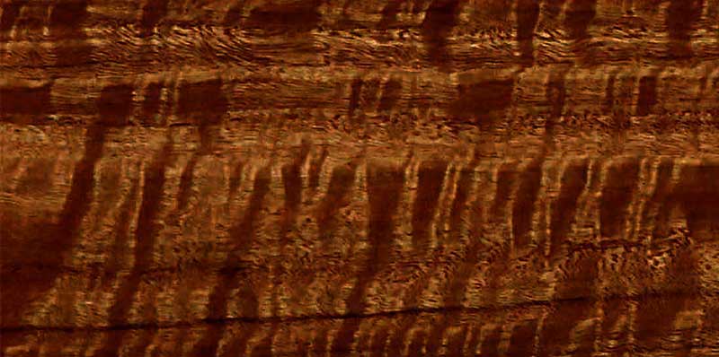 текстура эвкалипта